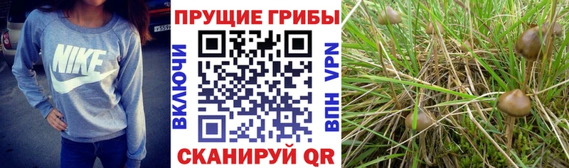 Купить где  Кыштым  Галлюциногенные грибы Cubensis 